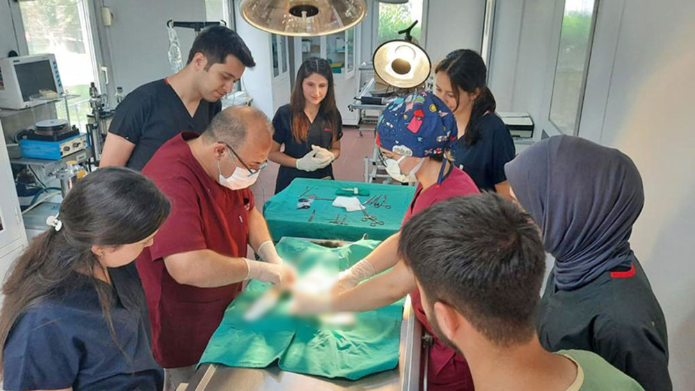 Bursa’da aracın çarptığı kedi operasyonla hayata tutundu