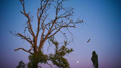 Aylak leylekler böyle görüntülendi