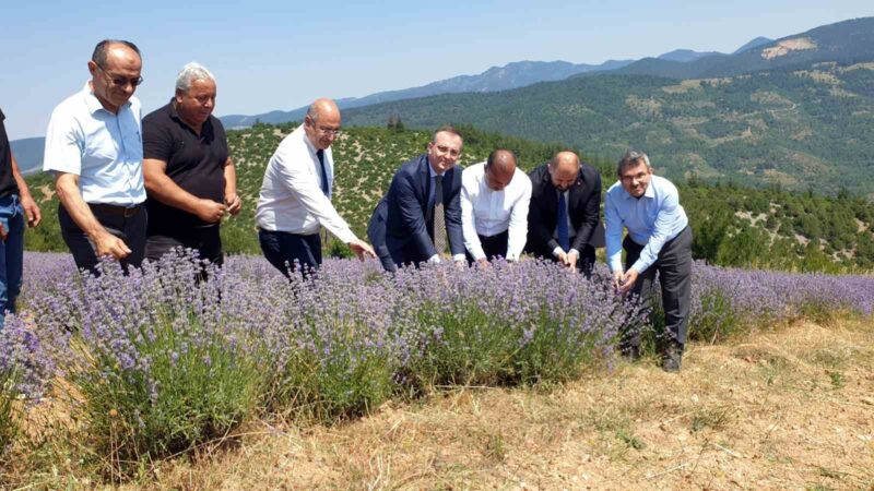 Bursa’nın dağlarında lavanta hasadı Bursa İl Tarım ve Orman Müdürlüğü öncülüğünde, Orhaneli ilçesinde Tıbbi