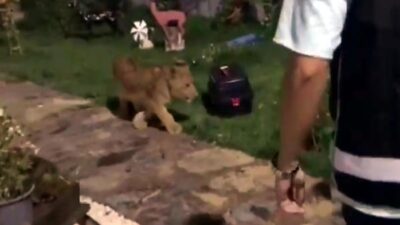 Hayvanat bahçesi gibi! Villada ele geçirilenler şaşkına çevirdi