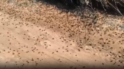 Önlerine çıkan her şeyi yiyorlar! Sürüler halinde…