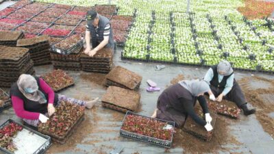 Çiftçi üretiyor, Bursa çiçek açıyor