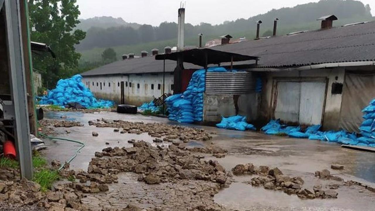 Çiftliği su bastı, 20 bin civciv telef oldu