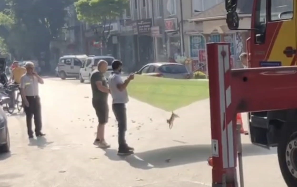 Bursa’da kedi operasyonu!