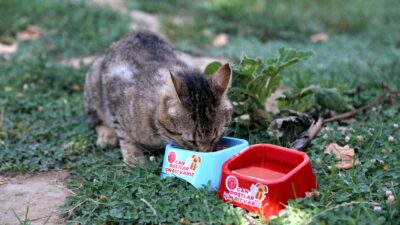 Gürsu’da can dostlar unutulmadı