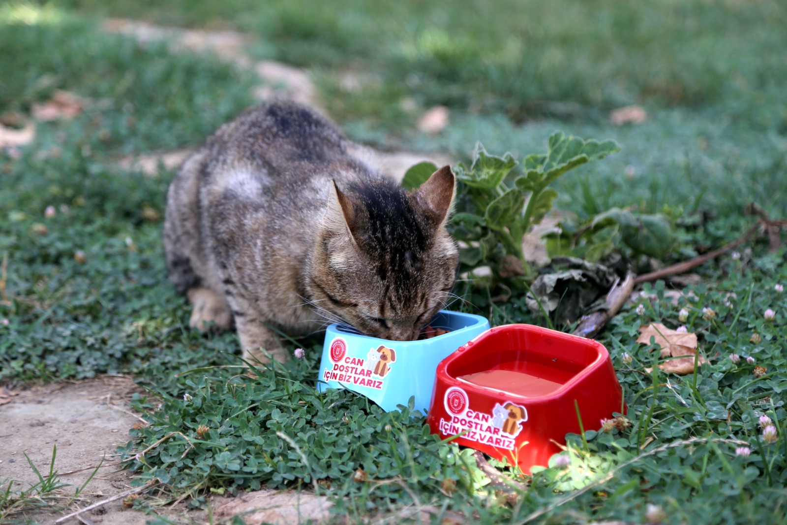 Gürsu’da can dostlar unutulmadı Gürsu’da can dostlar unutulmadı