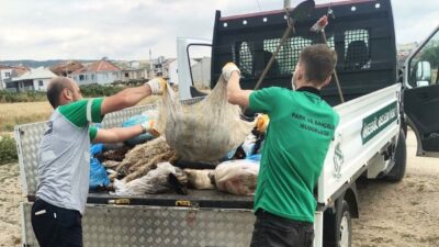 İnegöl Belediyesi 300 ton kurban atığı topladı