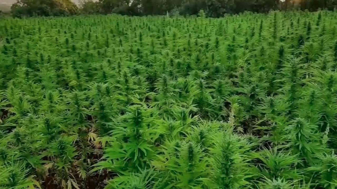 16 milyon kök kenevir bitkisi ele geçirildi 16 milyon kök kenevir bitkisi ele geçirildi