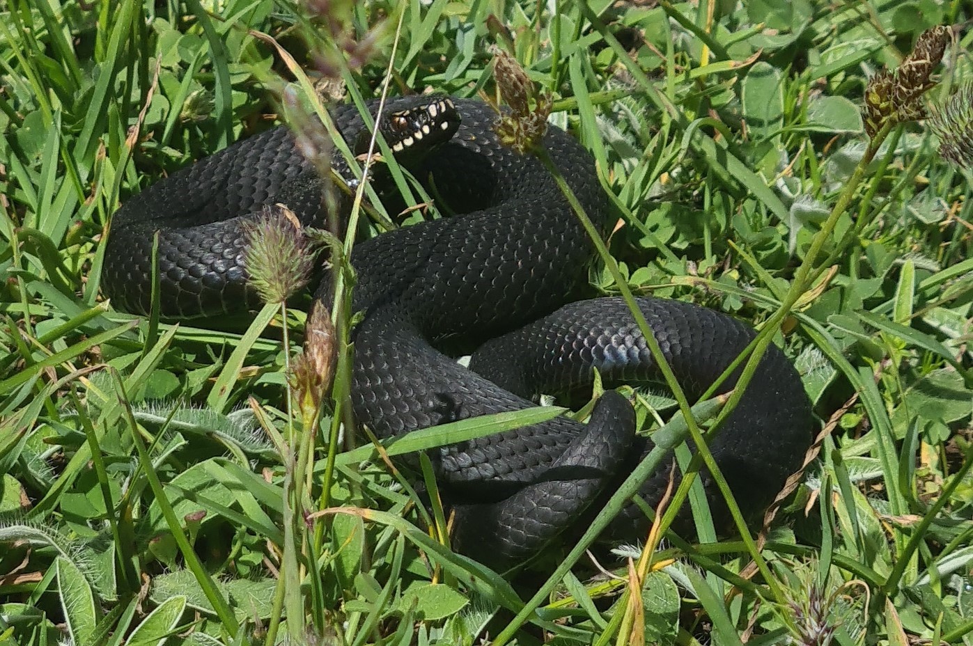 Uludağ’da mantar ararken buldu! Çok zehirli…