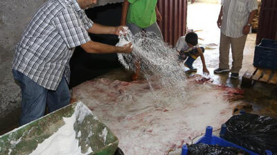 Tanesi 2 liraya düşen milli serveti bakın artık ne yapıyorlar?