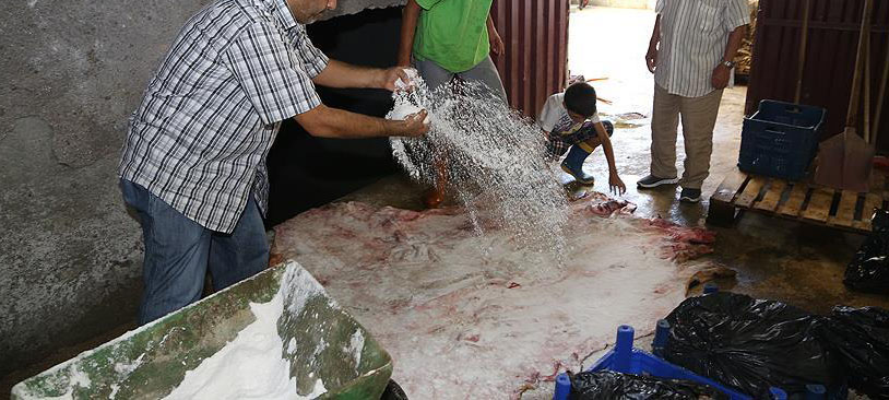 Tanesi 2 liraya düşen milli serveti bakın artık ne yapıyorlar?