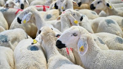 Bayramda kaç küçükbaş kurbanlık satıldı?