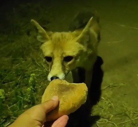 Bursa’da tilkiyi elleriyle besledi