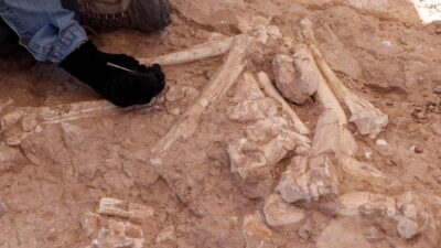 Kayseri’de bulundu! 7,5 milyon yıllık…