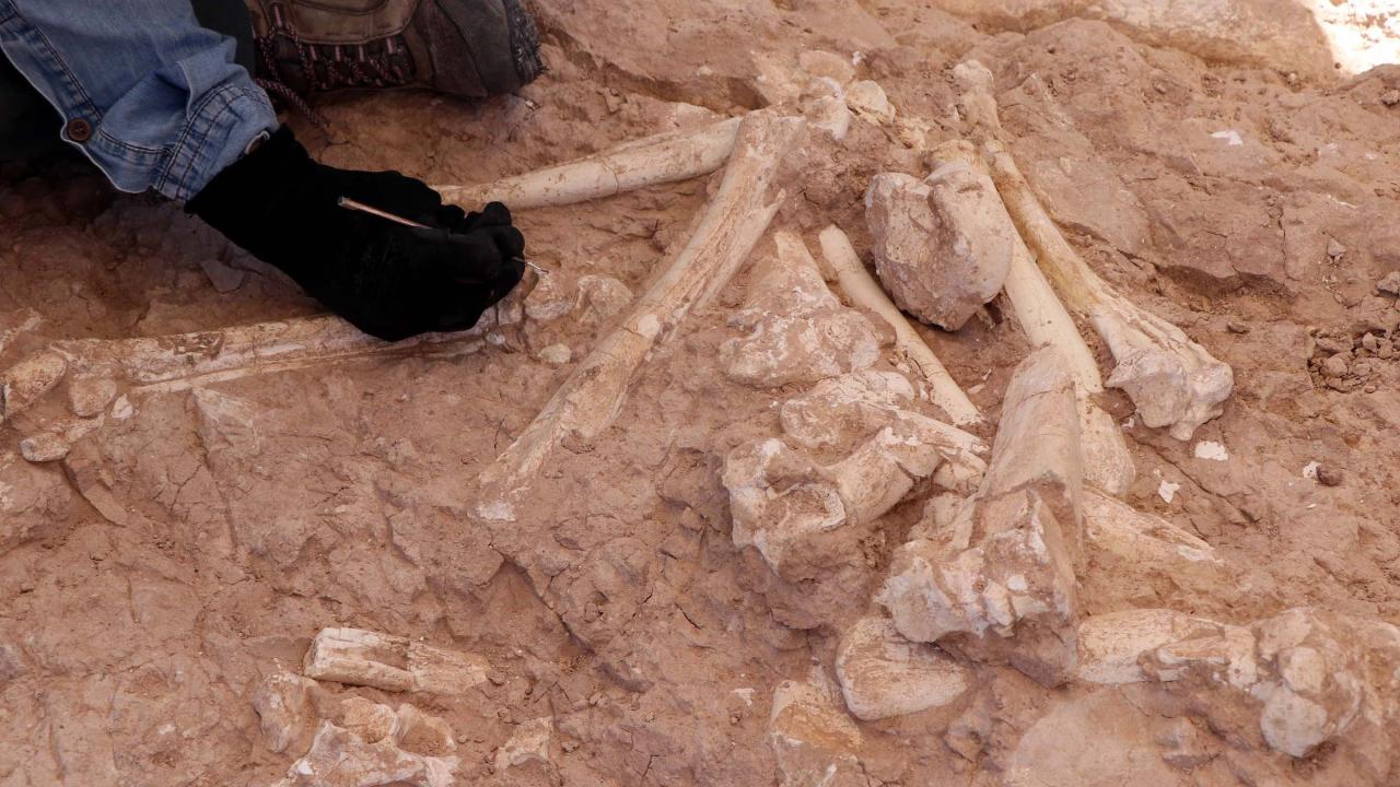 Kayseri’de bulundu! 7,5 milyon yıllık… Kayseri’de bulundu! 7,5 milyon yıllık…