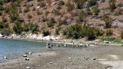 Bursa’da çok sayıda balık kıyıya vurmuştu! Nedeni belli oldu