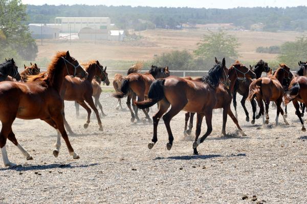 Milyonluk atlar Bursa’da burada yetiştiyor Milyonluk atlar Bursa’da burada yetiştiyor
