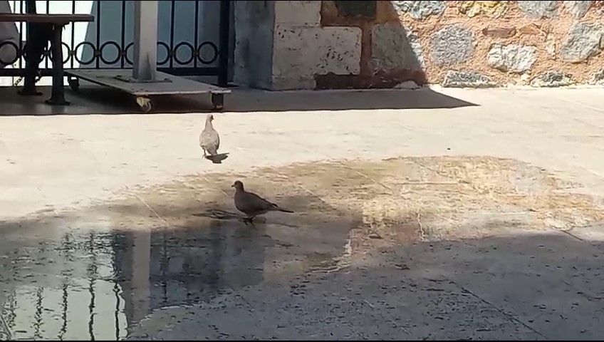 Bursa’da sıcaklıklar hem vatandaşları hem de hayvanları bunalttı!