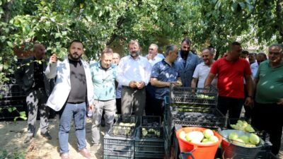 Gürsu’daki armut hasadına başkan Aktaş da katıldı