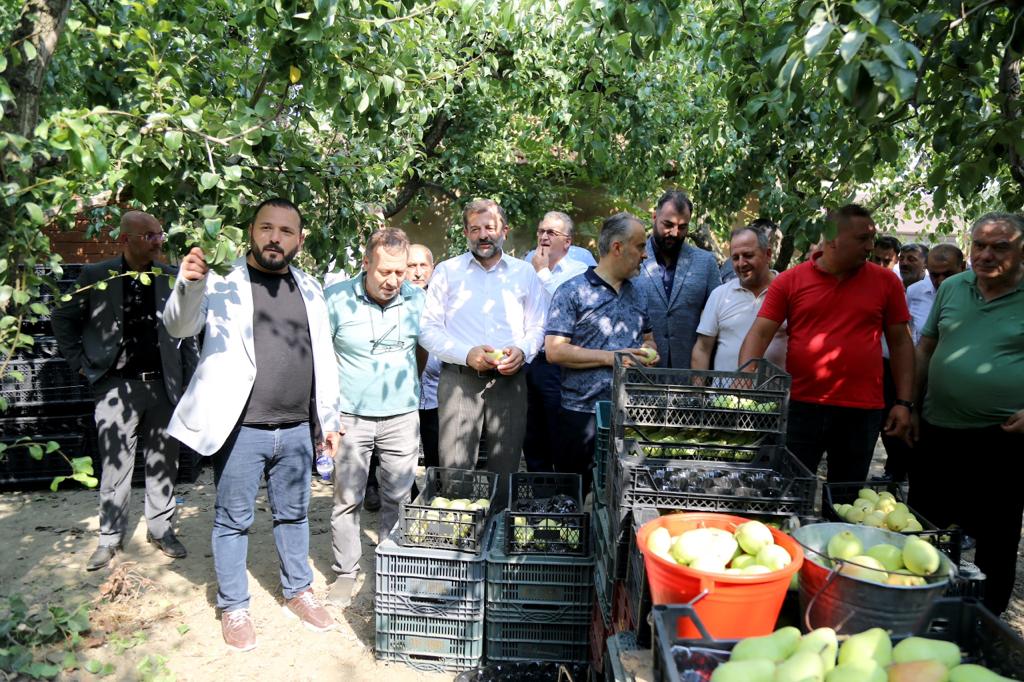Gürsu’daki armut hasadına başkan Aktaş da katıldı
