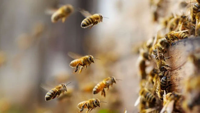 Kamyondan kovanlar düştü: 5 milyon arı etrafa dağıldı Kamyondan kovanlar düştü: 5 milyon arı etrafa dağıldı