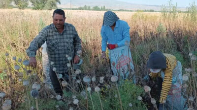 Günlük 460 lira kazanmak için 1000 kilometre yol geldiler! 12 saat çalışıyorlar