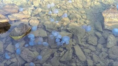 Tatilcileri tedirgin eden olay