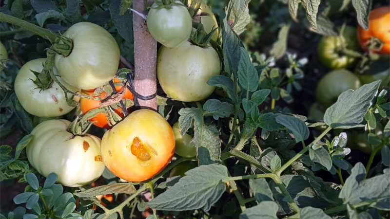 Bursalı çiftçinin ‘fare’ kâbusu Bursa'nın Yenişehir ilçesinde tarla fareleri, bazı hububat, sebze ve meyve