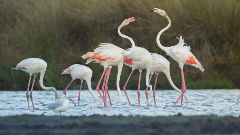 Venedik – Bursa rotasının flamingoları