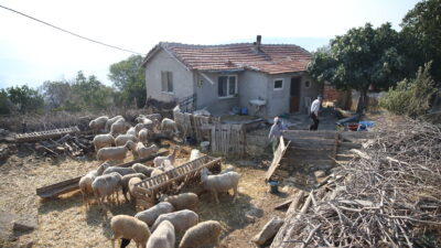 Alevlerin yaklaşmasına rağmen koyunlarının başından ayrılmadı