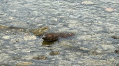 İznik Gölü’nde top mermisi bulundu!