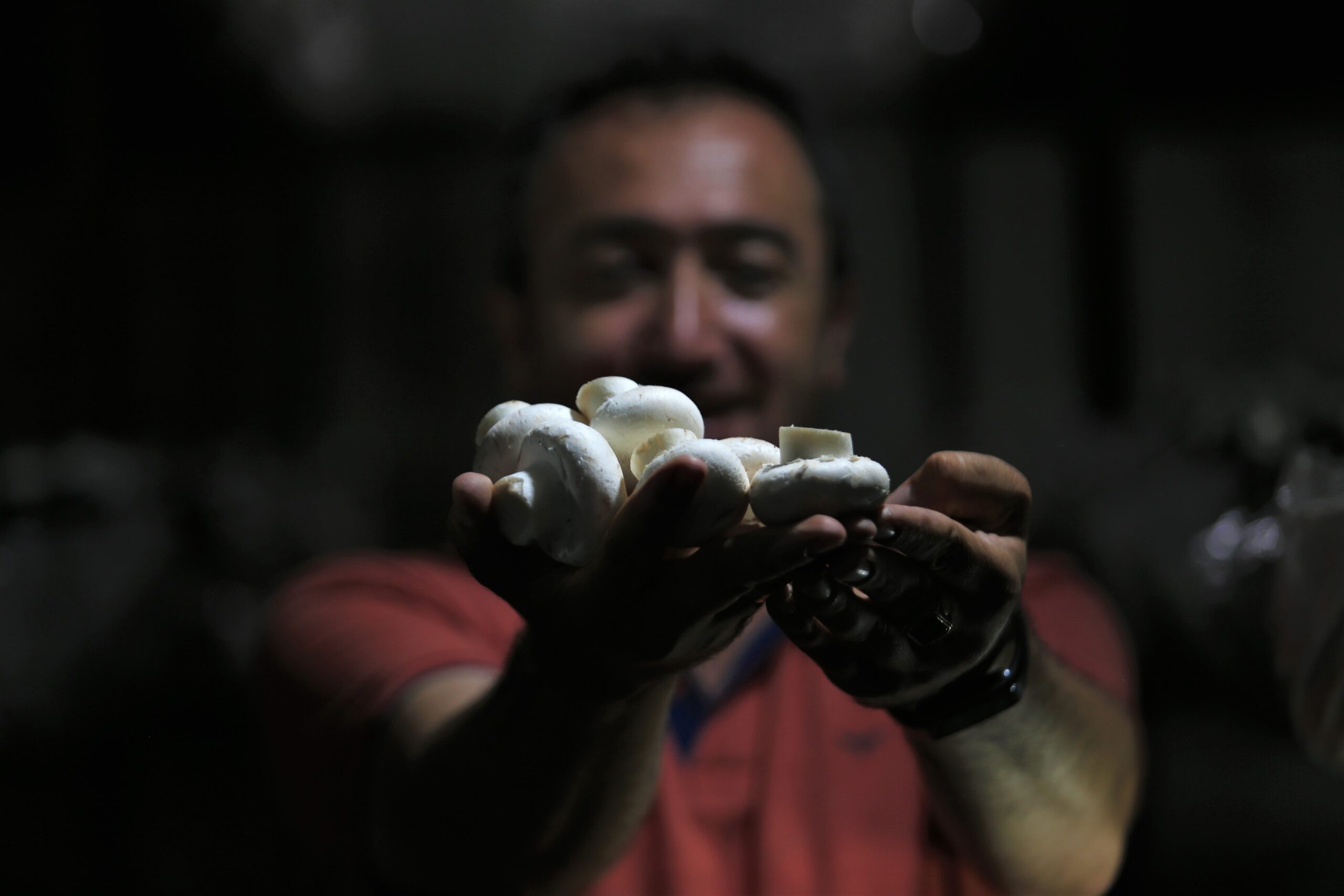 Bursa’da 1200 rakımda günde 200 kilogram mantar üretiyor