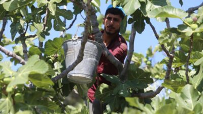 Bursa’nın dünyaca ünlü markası! Tarladaki fiyatı bile 80 lira…