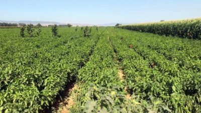 Bursa’da tarlada 5 lira, pazarda 35 lira