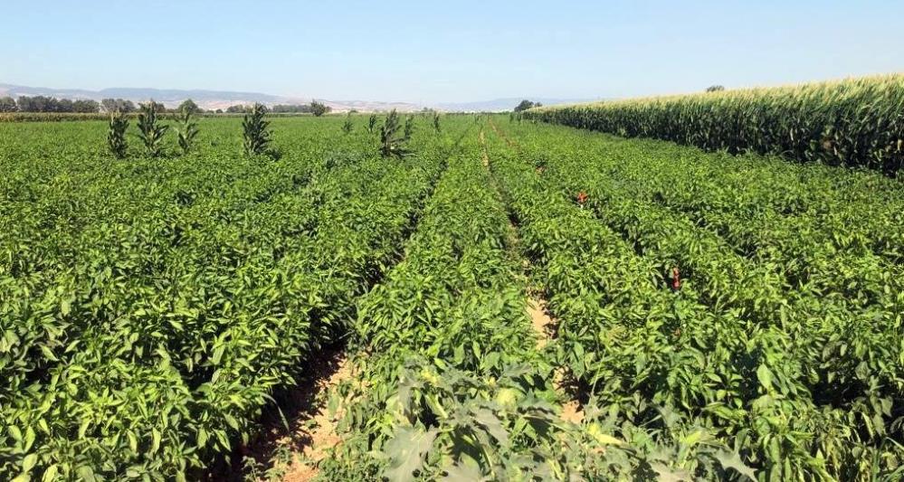 Bursa’da tarlada 5 lira, pazarda 35 lira