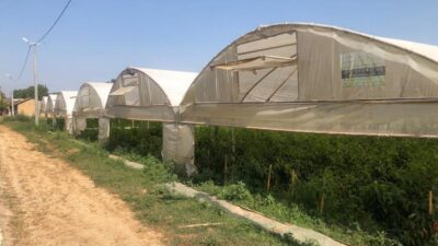 Bursa’da seracılık üreticinin yüzünü güldürüyor