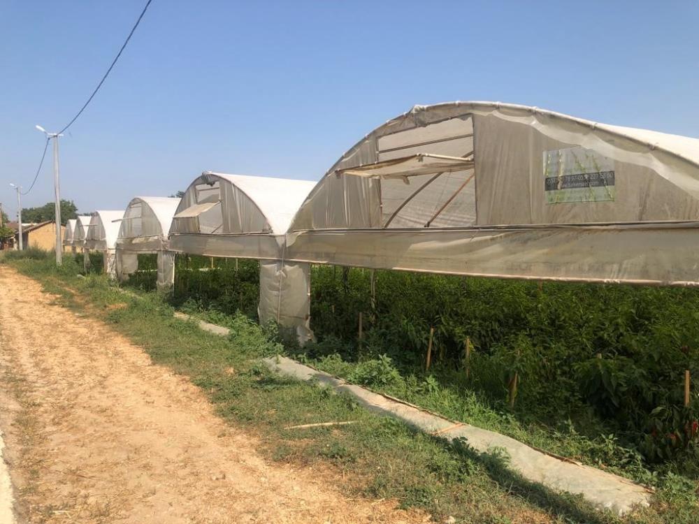 Bursa’da seracılık üreticinin yüzünü güldürüyor