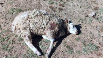 Bursa’da başıboş köpekler şehrin merkezindeki çiftliğe saldırdı