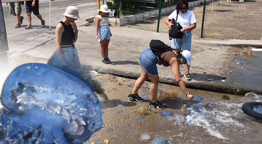 İzmir’de denizanası istilası: İnsan derisi üzerinde kalıcı iz bırakabilir, uzak durun