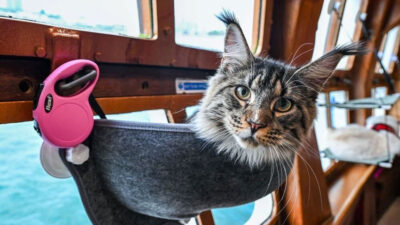 Kediler için lüks tekne turu: 5 bin liralık gezi yoğun ilgi görüyor