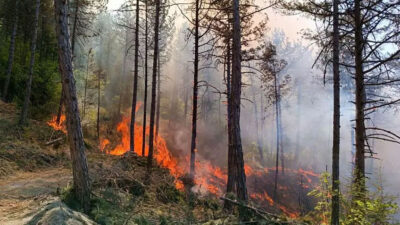 Bolu’da orman yangını! Ekipler sevk edildi