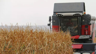 Mısır hasadı başladı, taban fiyat bekleniyor