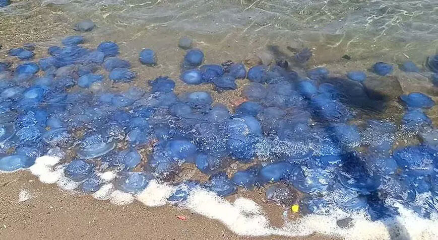 Koyu mavi renkli ve uzun kuyruklu! Denize girmek isteyenler şoke oldu