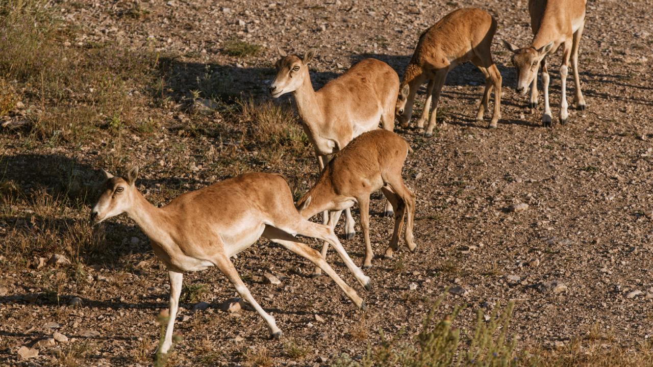 Nesli tehlike altındaki hayvanlar hayata bağlanıyor Nesli tehlike altındaki hayvanlar hayata bağlanıyor