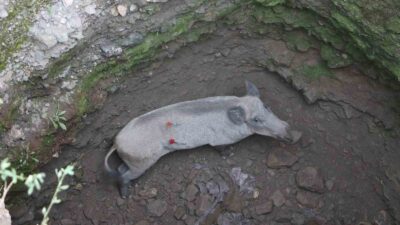 Bursa’da anne domuz 5 saatlik operasyonla kuyudan çıkarıldı