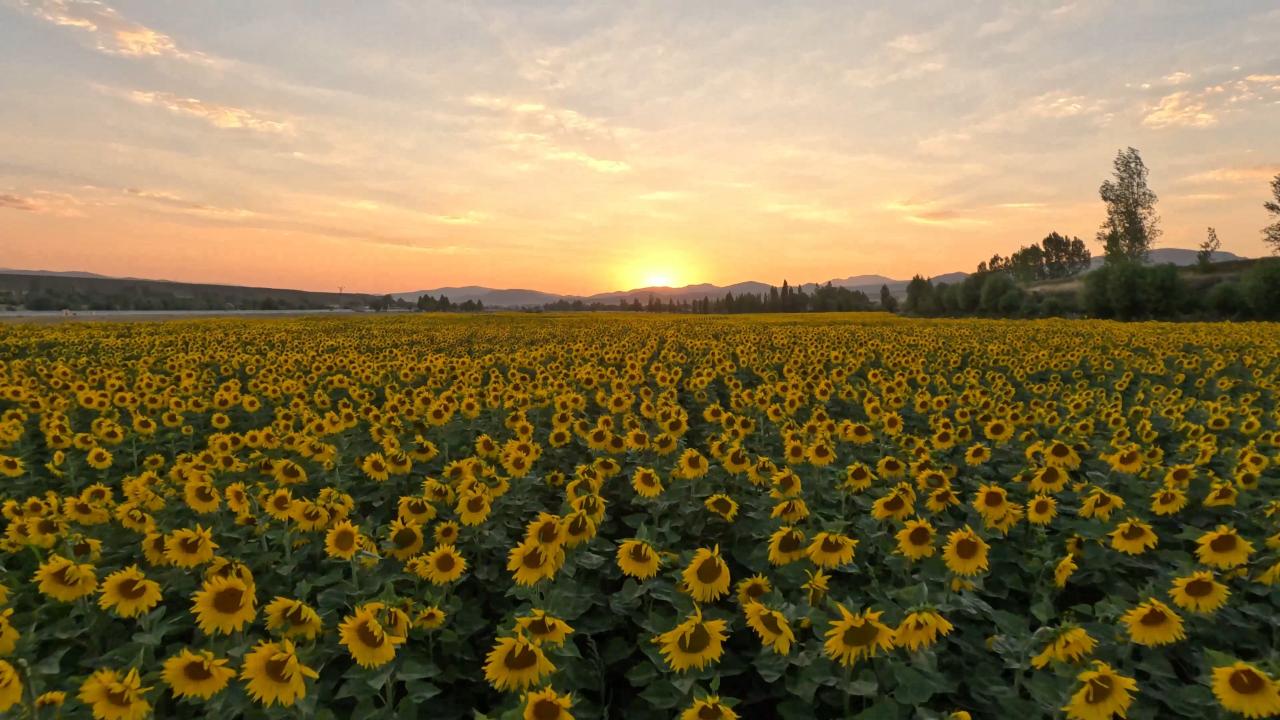 Deneme amaçlı ekilen ayçiçeğinde yüksek verim: Yağ fabrikası kuracaklar