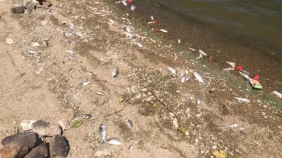 Bursa’da ürküten görüntü! Balıklar karaya vurdu…