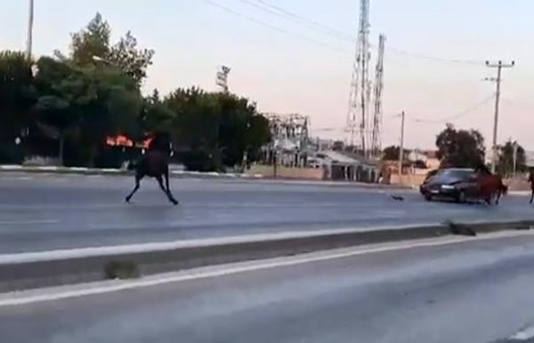Bursa’da başıboş at kâbusu! Trafiği birbirine kattılar