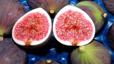 Bursa siyah incirinde hasat ve ihracat sezonu başlıyor