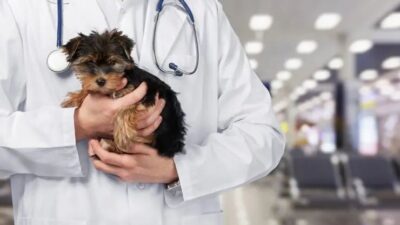 Veteriner hekimler şiddete ‘dur’ demek için iş bırakacak!